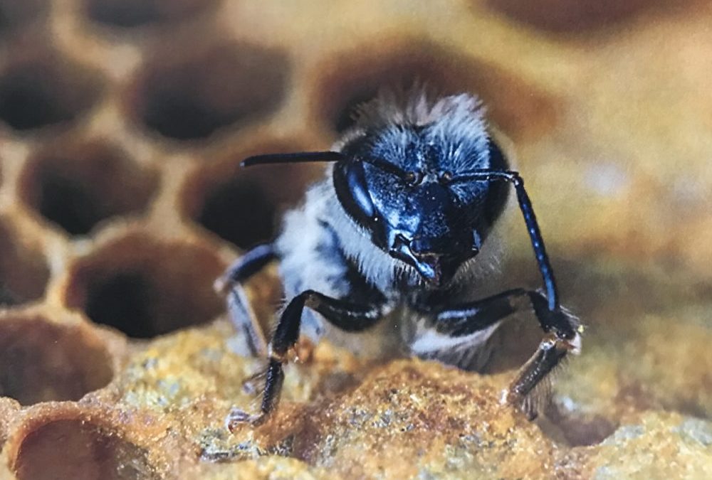 PROJET INTERDISCIPLINAIRE LA VIE DE L’ABEILLE